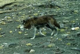 himalayan wolf wikipedia