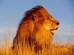 A Big Lion Facing The Wind Lion Pictures Lion Images Male Lion