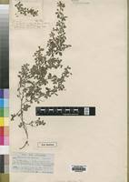 Image result for Indigofera oxalidea