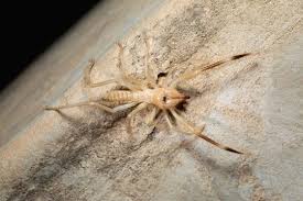 Photos of the giant camel spider began they still are quite amazing predators though. 70 Best Camel Spider Images Stock Photos Vectors Adobe Stock