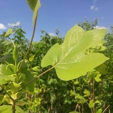 The leaves start out quite yellow then get greener as the summer goes on. Tulip Tree Ontario Native Plants