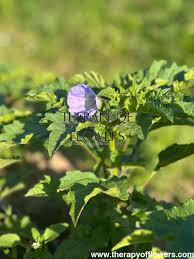 Image result for Nicandra physalodes