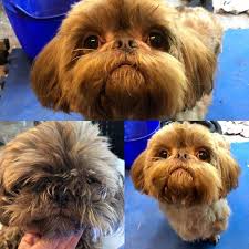 Radar Gets A Makeover Old Dogs Dogs Animal Shelters Near Me