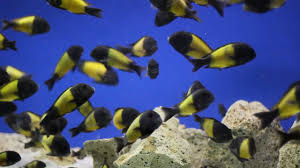Tropheus Sp Ikola African Cichlid Aquarium Aquarium Fish African Cichlids