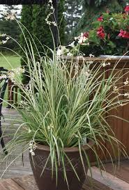 Image result for Chlorophytum