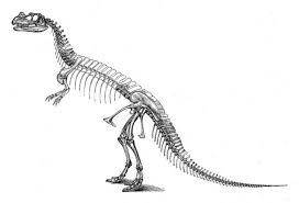 You may have already seen these dinosaurs in our book dinosaurs on the move, one of our books where your it also describes how each dinosaur was different. Dinosaur Skeleton Pictures