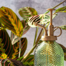 Image result for Hygrophila mutica