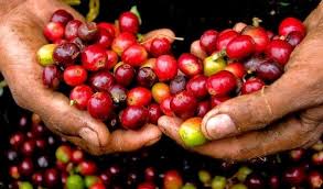 Ghim Tren Gia Cafe Hom Nay