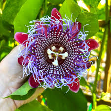 Image result for Passiflora quadrangularis