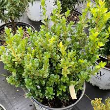 Image result for Buxus