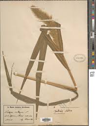 Image result for Setaria pseudaristata