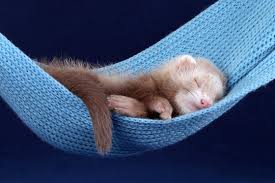 12,051 BEST Cute Ferret IMAGES, STOCK PHOTOS & VECTORS | Adobe Stock
