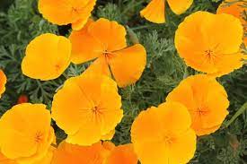 When to plant spring flowers in southern california. Fall Planting It S Prime Time For Southern California Gardens L A At Home Los Angeles Times