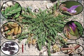Image result for Astragalus