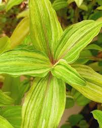 Image result for Commelina congesta