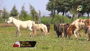 Atin Yuruyusundeki Asalet Ve Estetik Dahi Hayata Tesaduflerle Bakan Evrim Teorisyenlerinin Sinirlerini Bozmaktadir Atlar