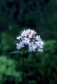 Image result for Valeriana