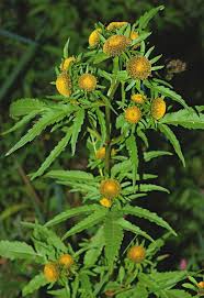 Image result for Bidens baumii