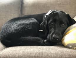 Therefore, a labrador golden retriever mix can be expected to live about 10 to 12 years. Goldador The Amazing Retriever Combo K9 Web