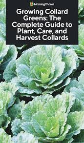 Wait until late summer or early fall to plant. Growing Collard Greens The Complete Guide To Plant Care And Harvest Collards