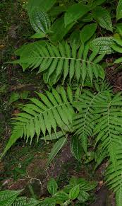 Image result for Christella gueinziana