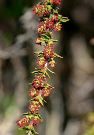 Image result for Myrothamnus flabellifolius