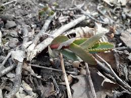 Image result for Kalanchoe lateritia