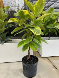 Image result for Ficus altissima