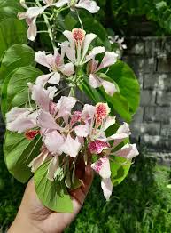 Image result for Bauhinia monandra