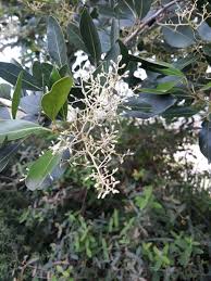 Image result for Apodytes dimidiata