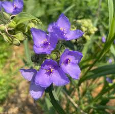 Image result for Tephrosia argyrolampra