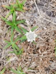Image result for Mesanthemum africanum