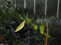 Image result for Dorstenia buchananii
