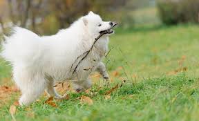 This cost entirely depends on the breed of your dog and the breeder, but forbes reports it can typically cost from $500 to $3,000 for the common golden. How Much So Samoyeds Cost Costs Considerations Buying Tips