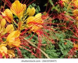 Image result for Erythrostemon