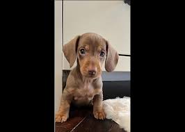 Image result for jezevčík hladkosrstý