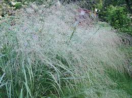 Image result for Panicum merkeri