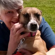 Sea lion returns to hotel after rescue