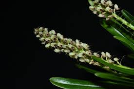 Image result for Polystachya melanantha