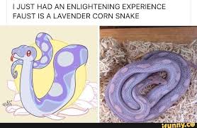 Ijust Had An Enlightening Experience Faust Is A Lavender Corn Snake Ifunny Cute Funny Animals Cute Animals Cute Snake