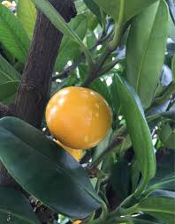 Image result for Garcinia acutifolia