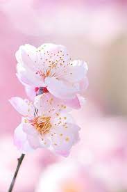 Pin By Ambrosia On Pink Cherry Blossom Flowers Beautiful Flowers Blossom Flower