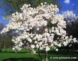 Magnolia Tree Picture White Magnolia Tree Magnolia Trees Blooming Trees