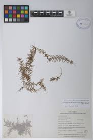 Image result for Lellingeria