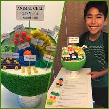 Maybe you would like to learn more about one of these? 8 Animal Cell Project Ideas Animal Cell Project Cells Project Animal Cell