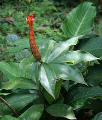 Image result for Costus