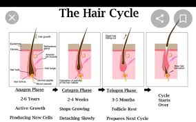 Eflornithine is a medication used to slow down hair growth by blocking the production of a natural enzyme in the skin that causes hair to grow. Why Would Your Hair Stop Growing Quora