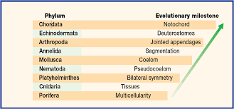 Image result for Phyla