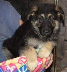 Have 5 females and 1 male. Akc German Shepherd Pups Ready Now For Sale In Cape Girardeau Missouri Classified Americanlisted Com