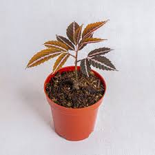 Image result for Leea